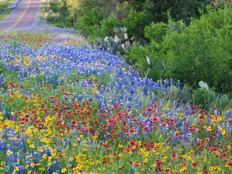 Wildflower Drives — Llano River Region Adventures
